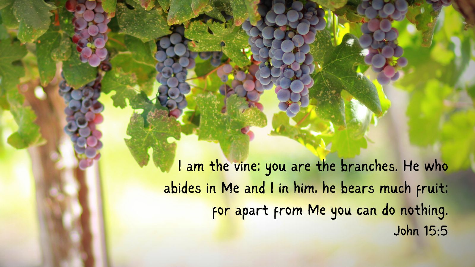 I am the vine; you are the branches. He who abides in Me and I in him, he bears much fruit; for apart from Me you can do nothing. John 15:5